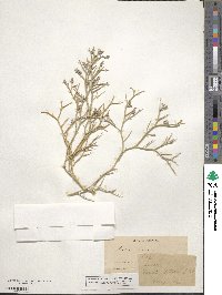 Psorothamnus spinosus image