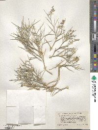 Psorothamnus spinosus image