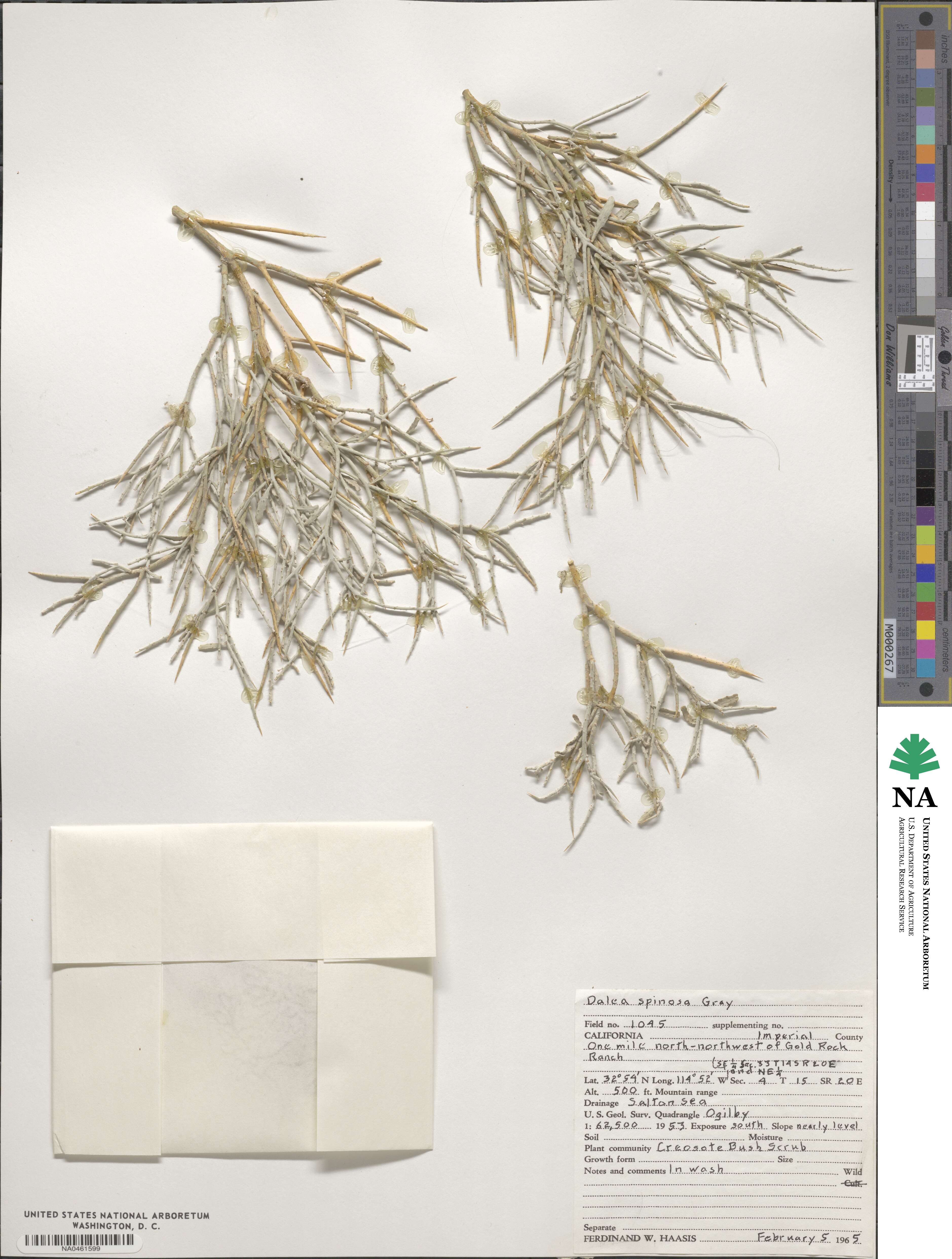 Psorothamnus image