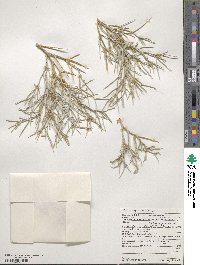 Psorothamnus spinosus image