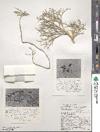 Psorothamnus spinosus image