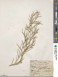 Psorothamnus spinosus image