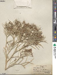 Psorothamnus spinosus image