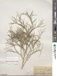 Psorothamnus spinosus image