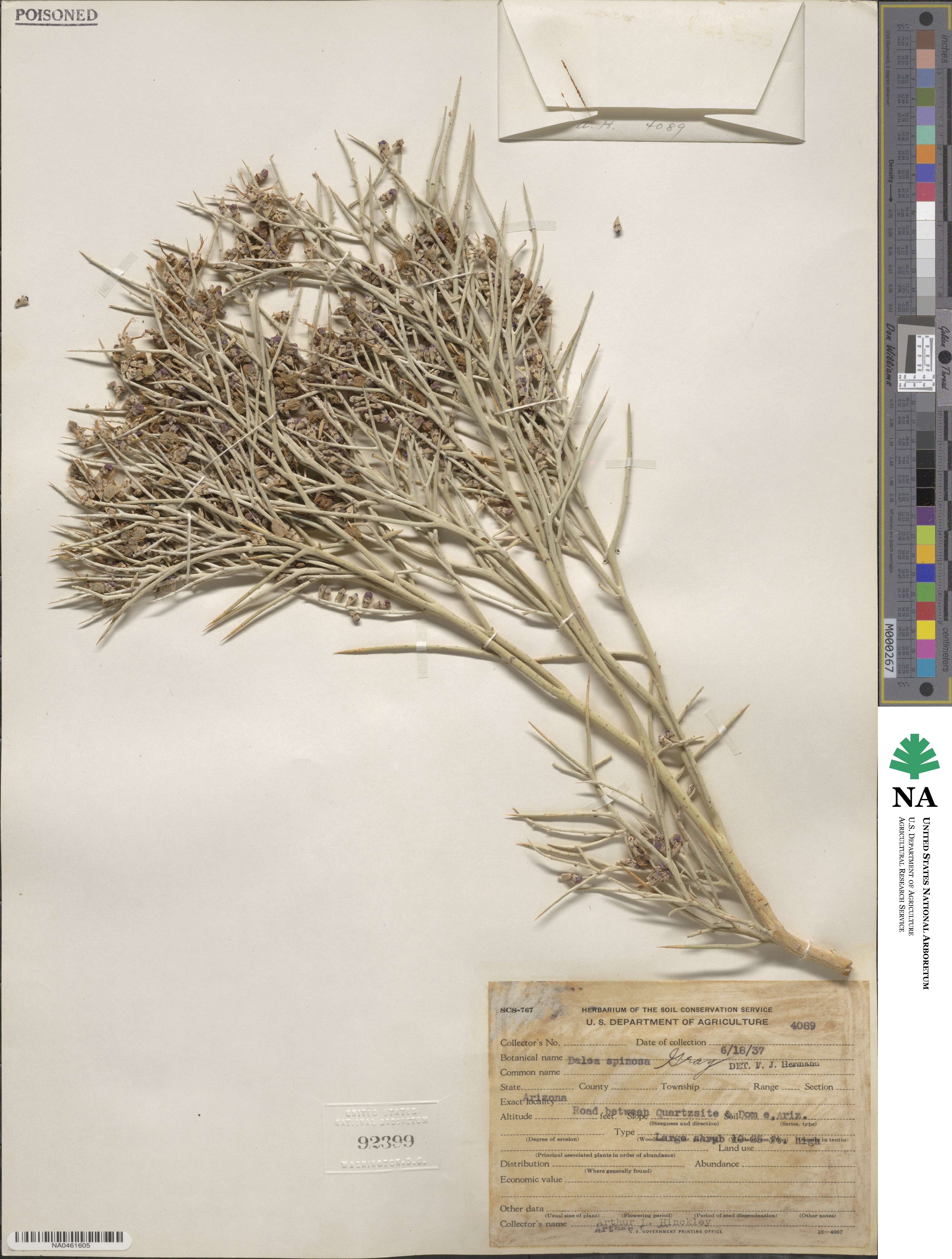 Psorothamnus spinosus image