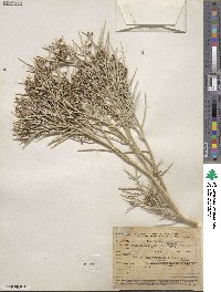 Psorothamnus spinosus image