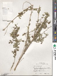 Dalea scandens var. paucifolia image