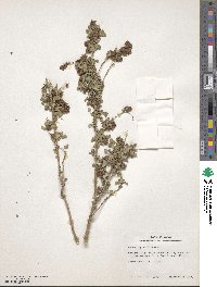 Dalea scandens image