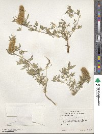 Dalea wrightii image