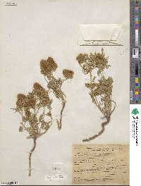 Dalea wrightii image