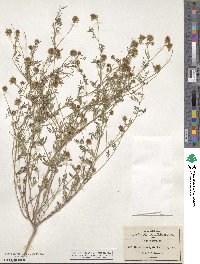 Dalea brachystachys image