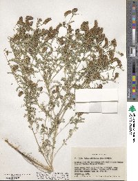 Dalea foliolosa var. foliolosa image