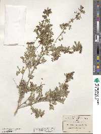 Dalea carthagenensis var. carthagenensis image