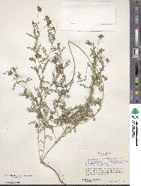 Image of Dalea foliosa