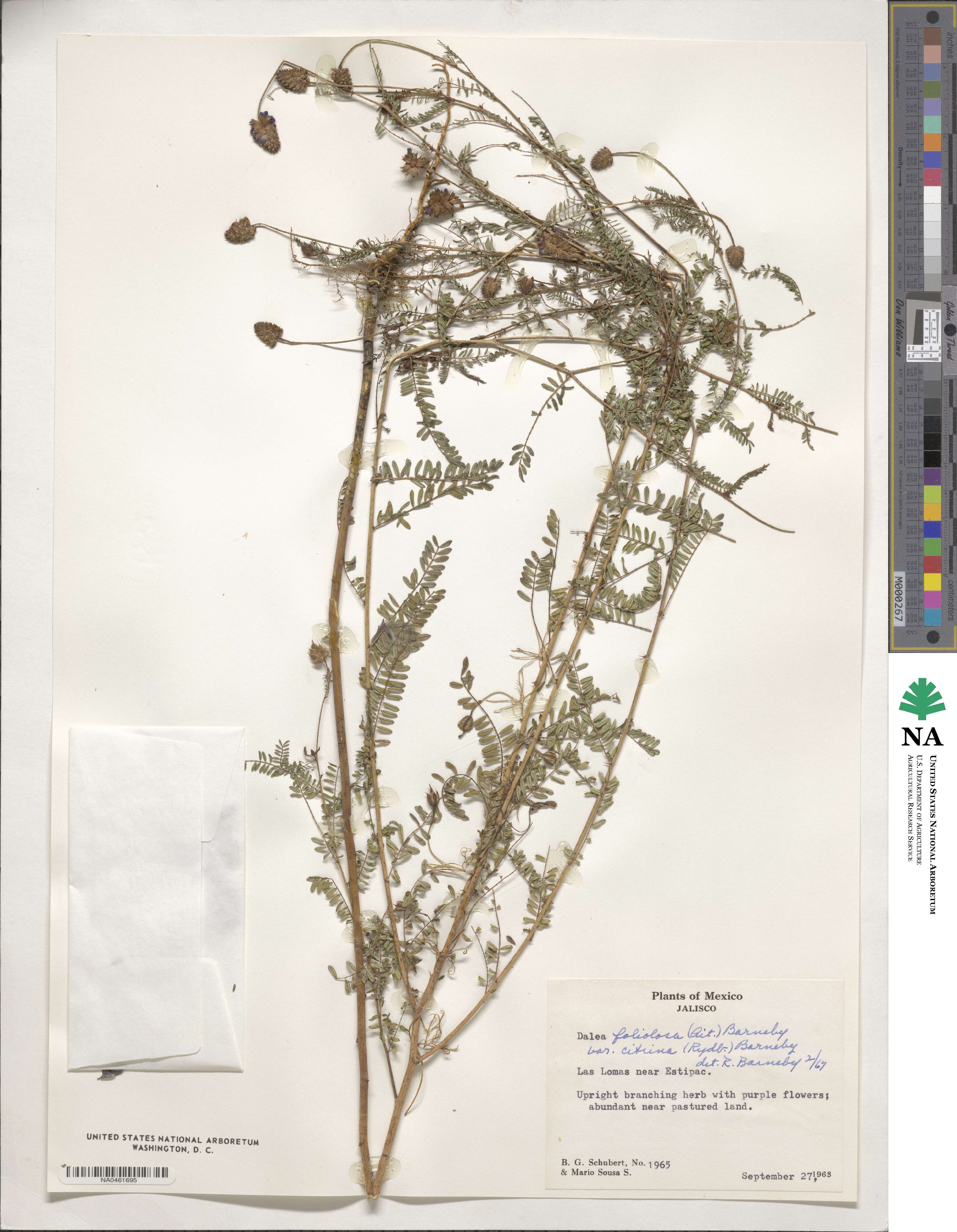 Dalea foliolosa image