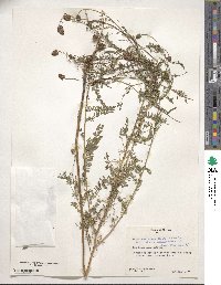 Dalea foliolosa image