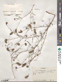 Dalea foliolosa var. citrina image