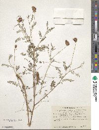 Dalea foliolosa image