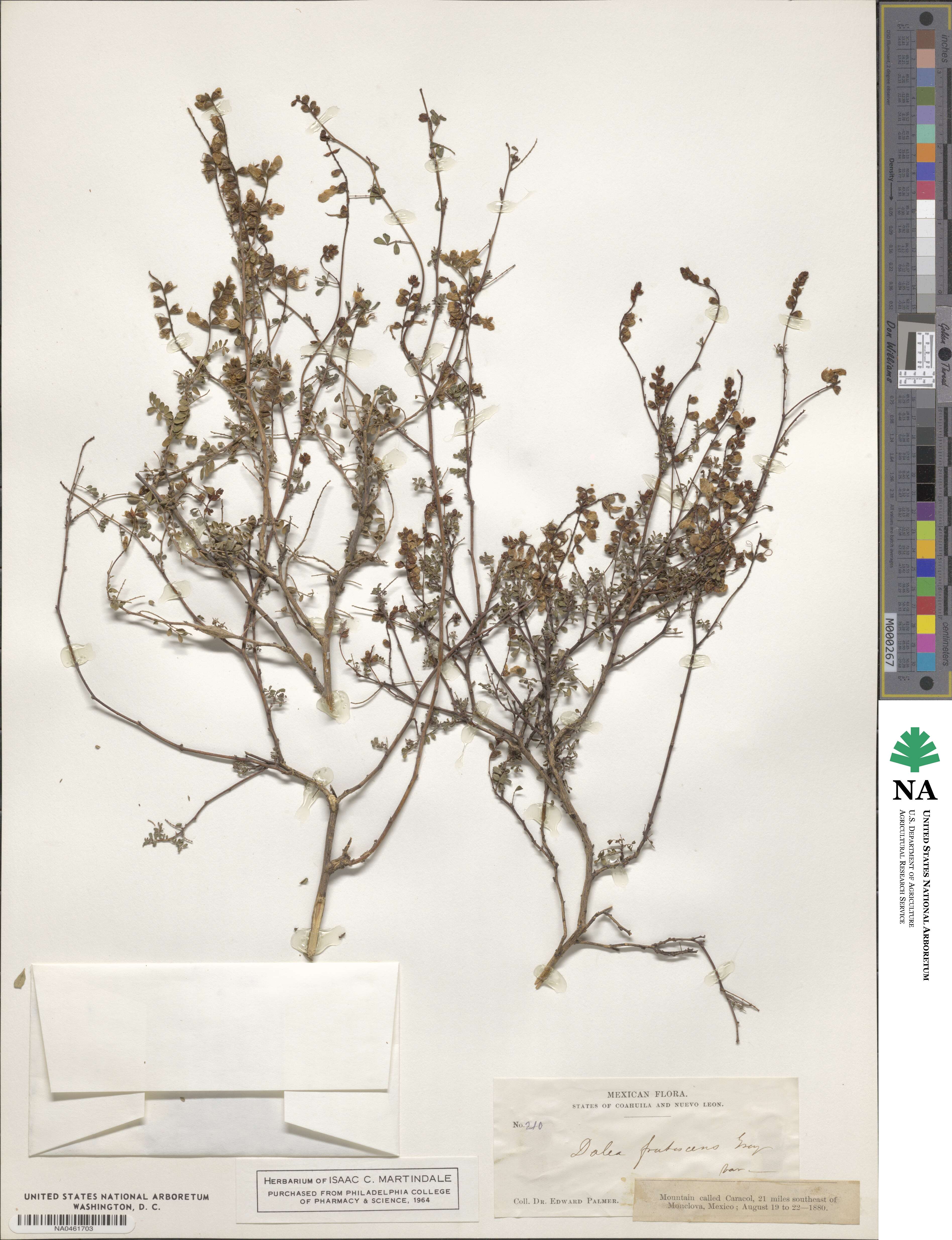 Dalea image