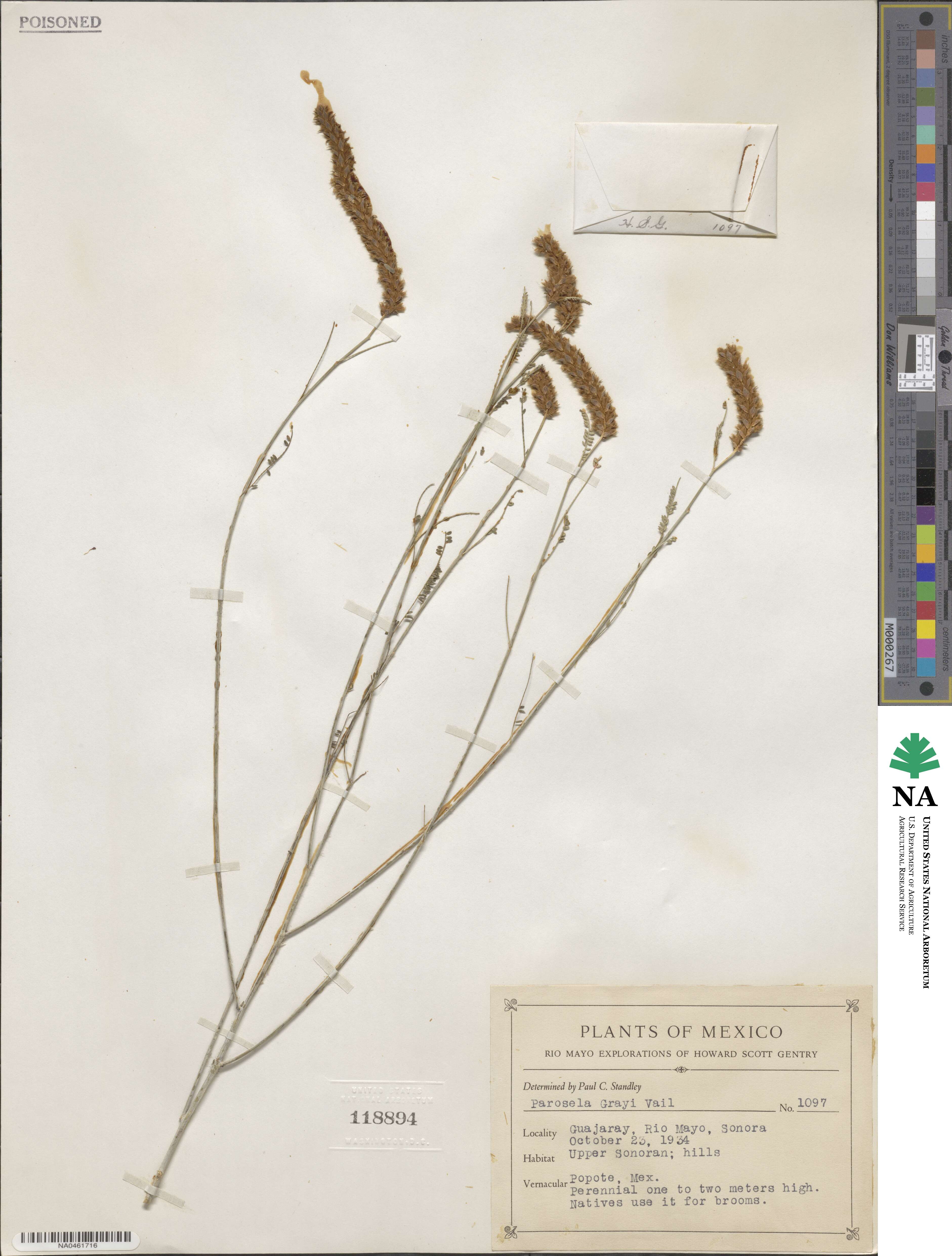 Dalea grayi image