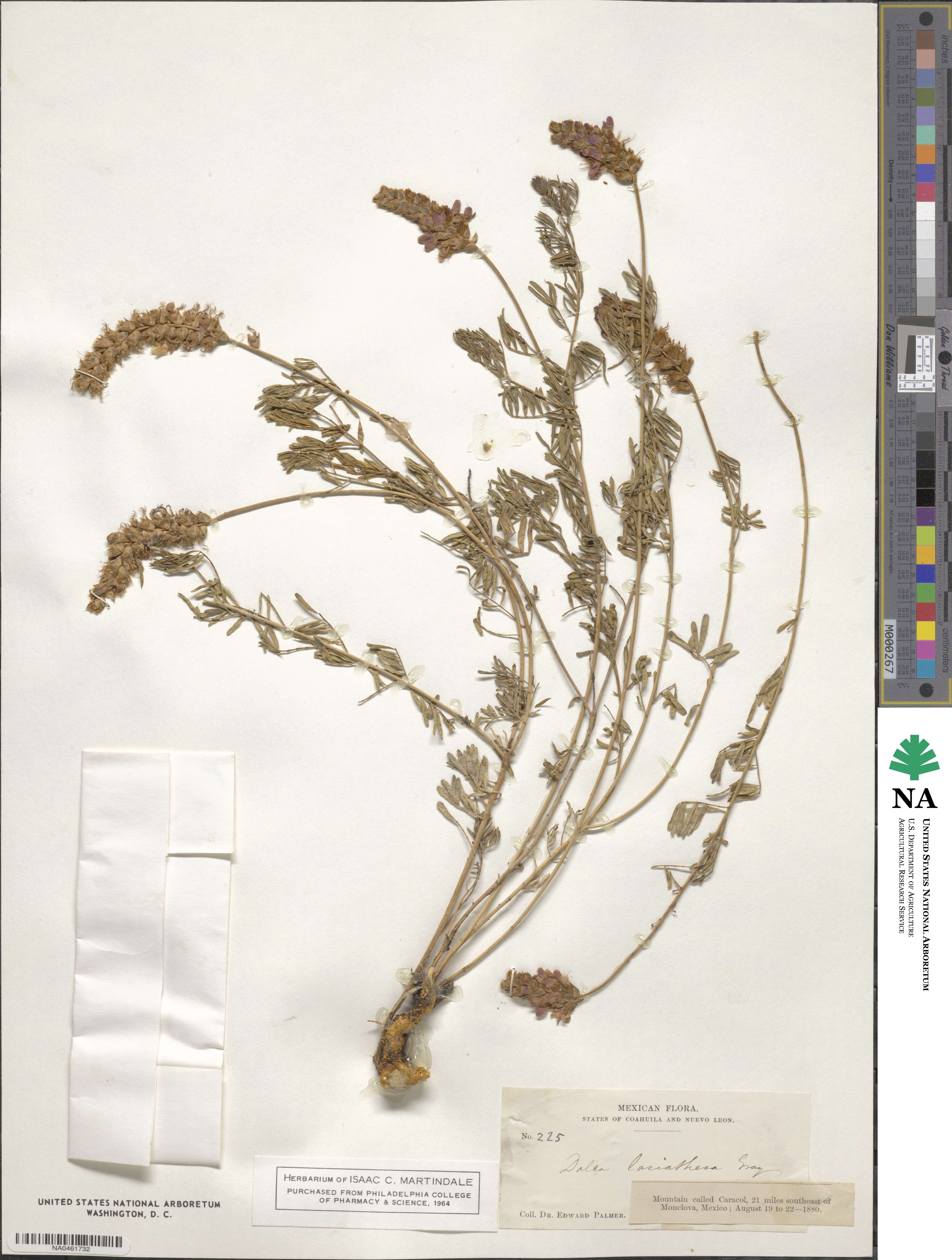 Dalea lasiathera image