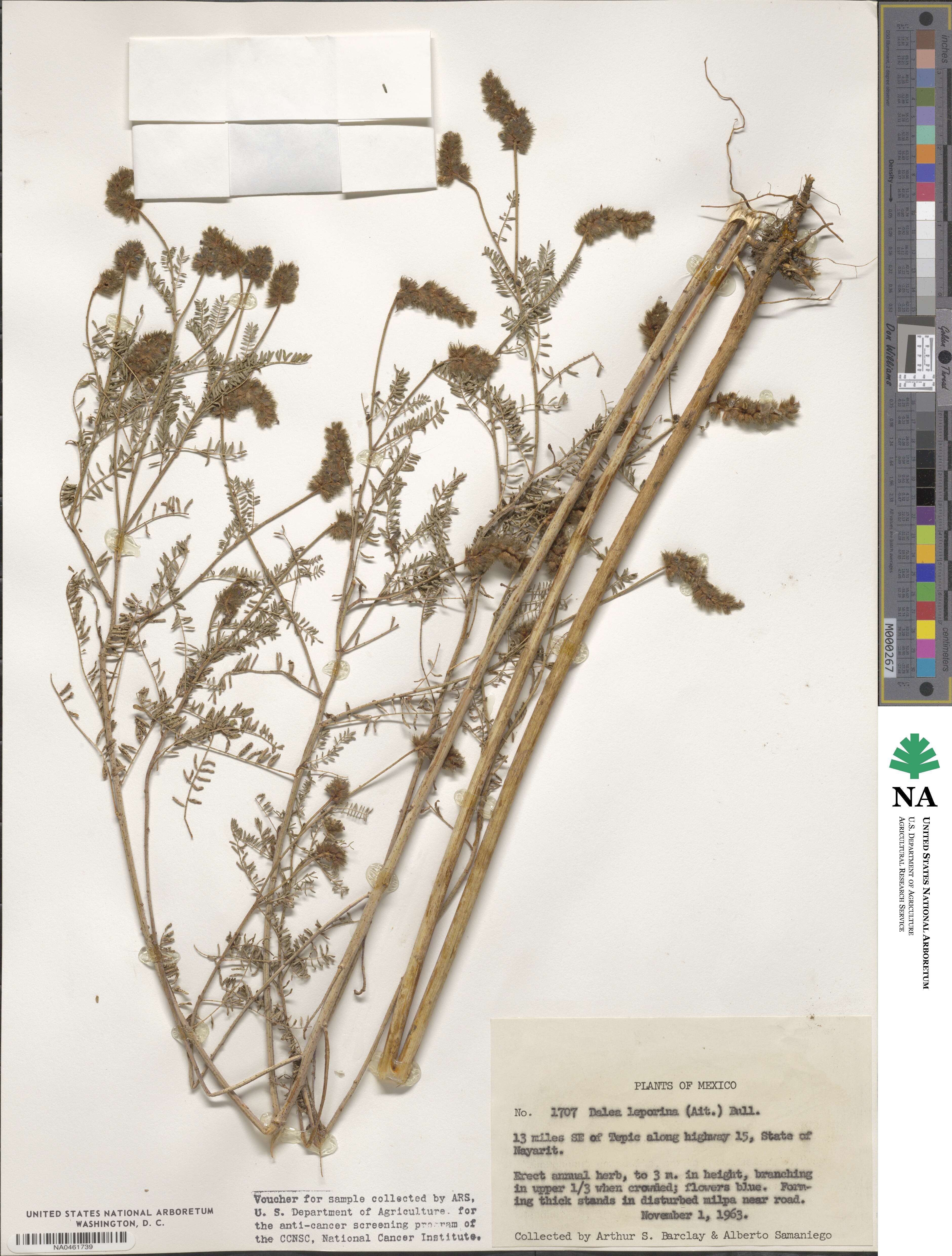 Dalea leporina image