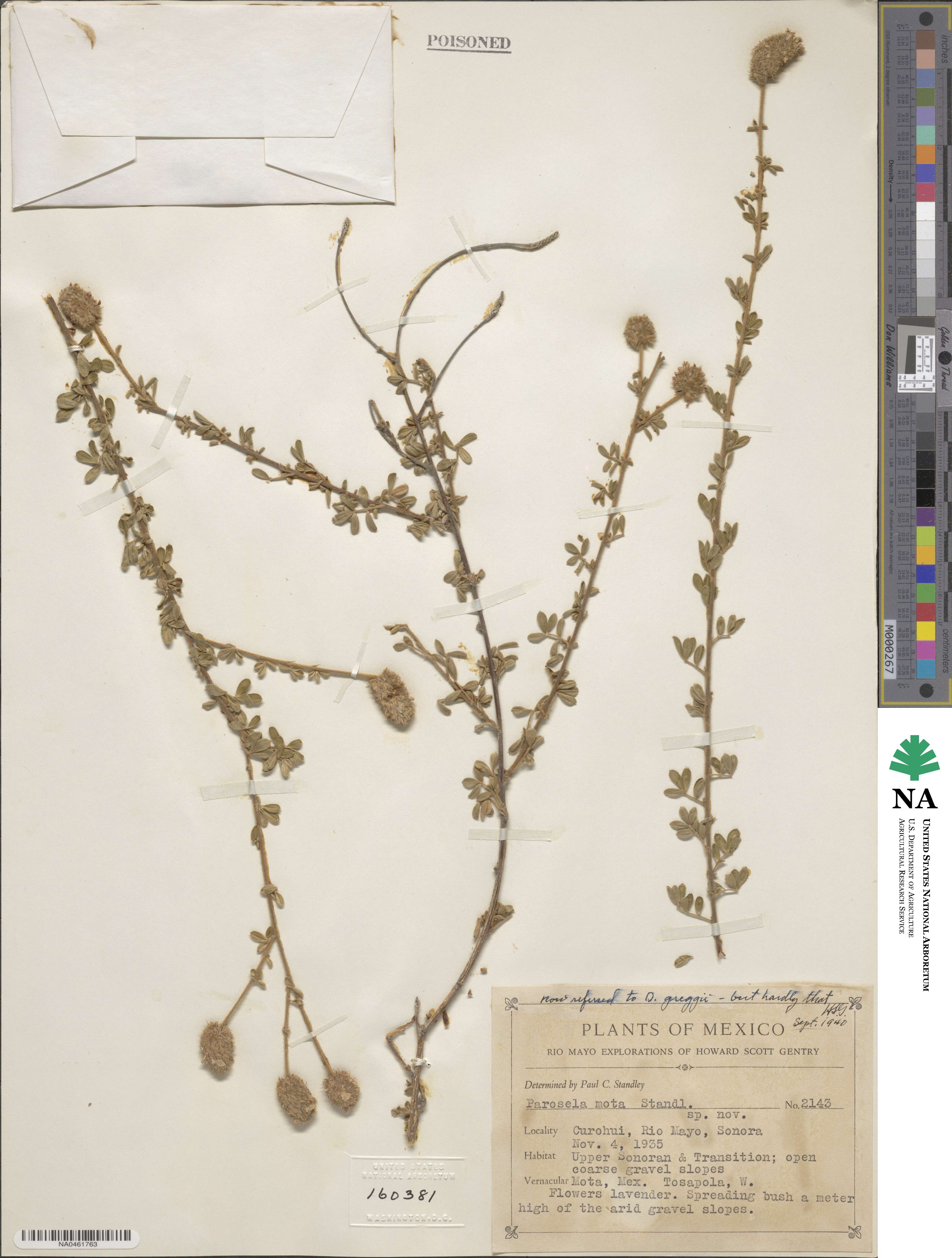 Dalea mota image