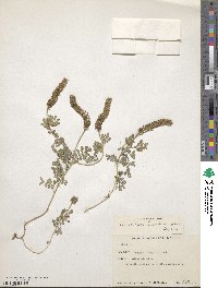 Dalea obovatifolia var. obovatifolia image