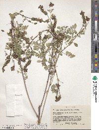 Dalea obovatifolia var. obovatifolia image