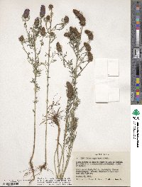 Dalea cliffortiana image