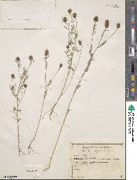 Dalea cliffortiana image