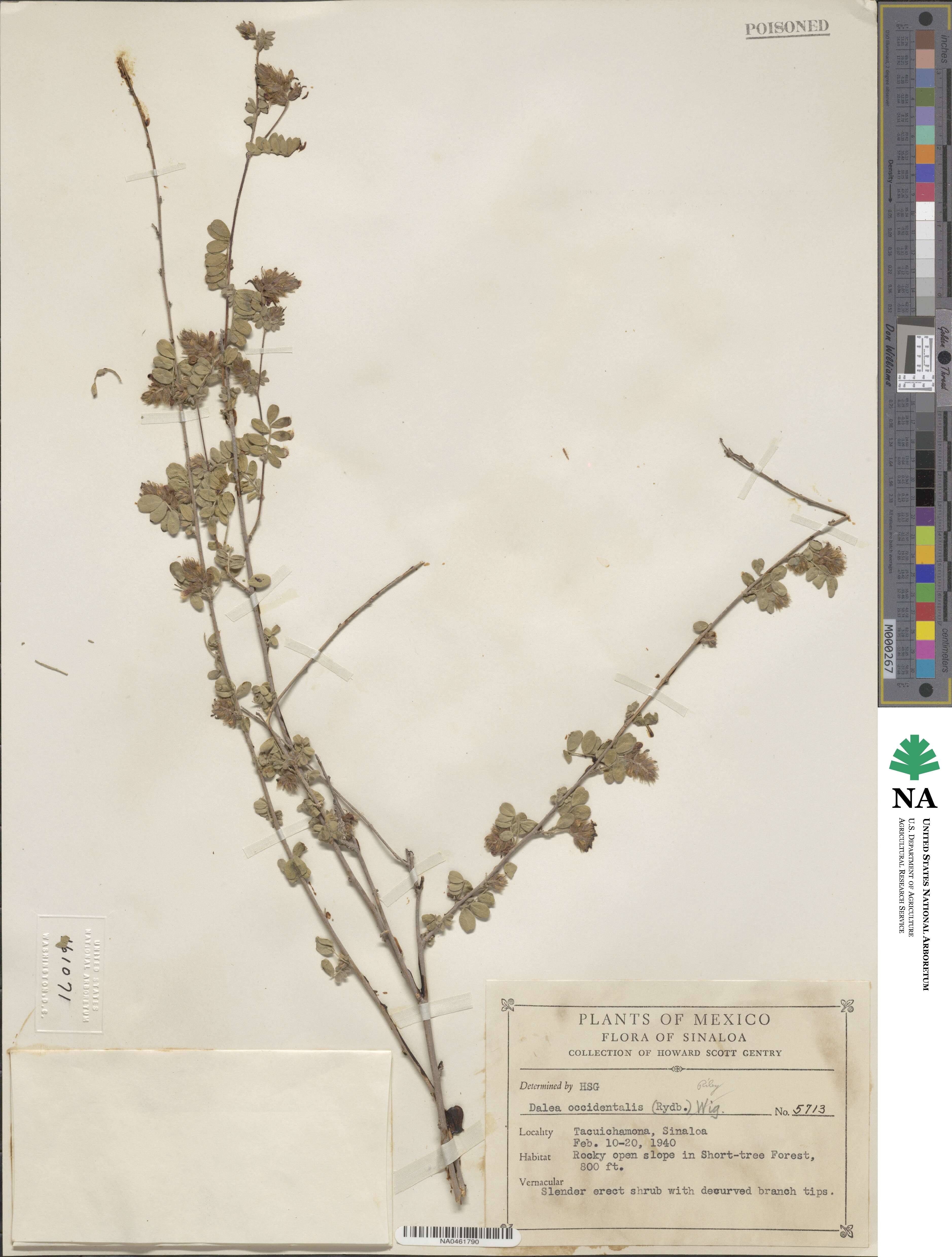 Dalea occidentalis image