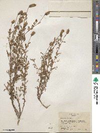 Dalea albiflora image