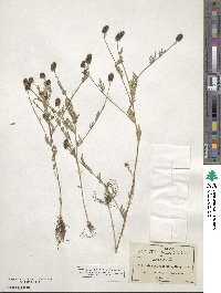 Dalea polygonoides image