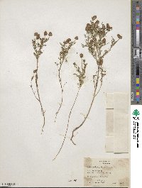 Dalea foliolosa image