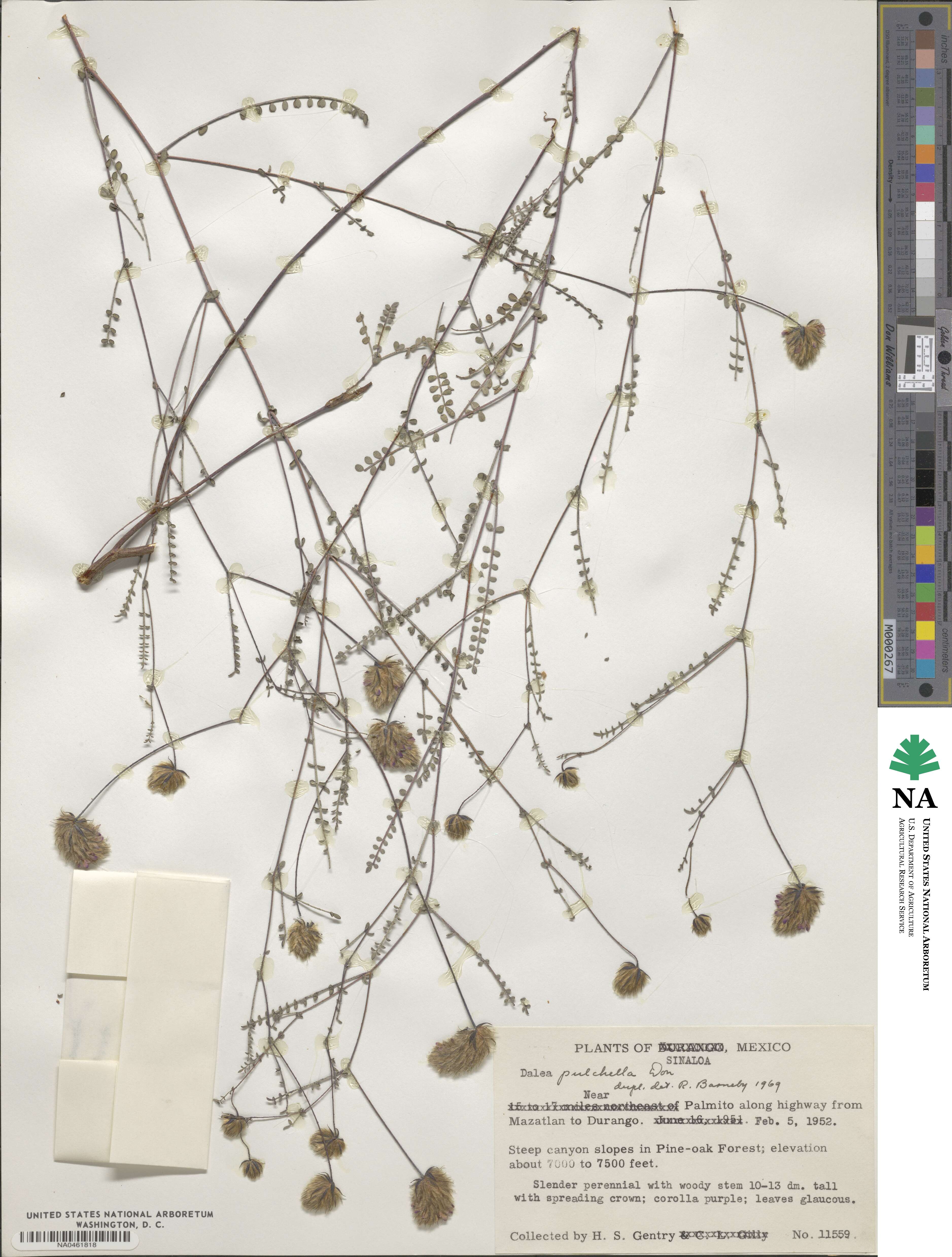 Dalea pulchella image