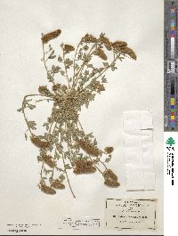 Dalea rubescens image