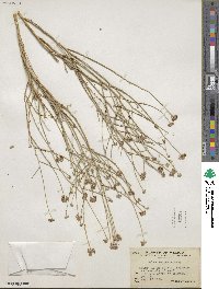 Psorothamnus scoparius image