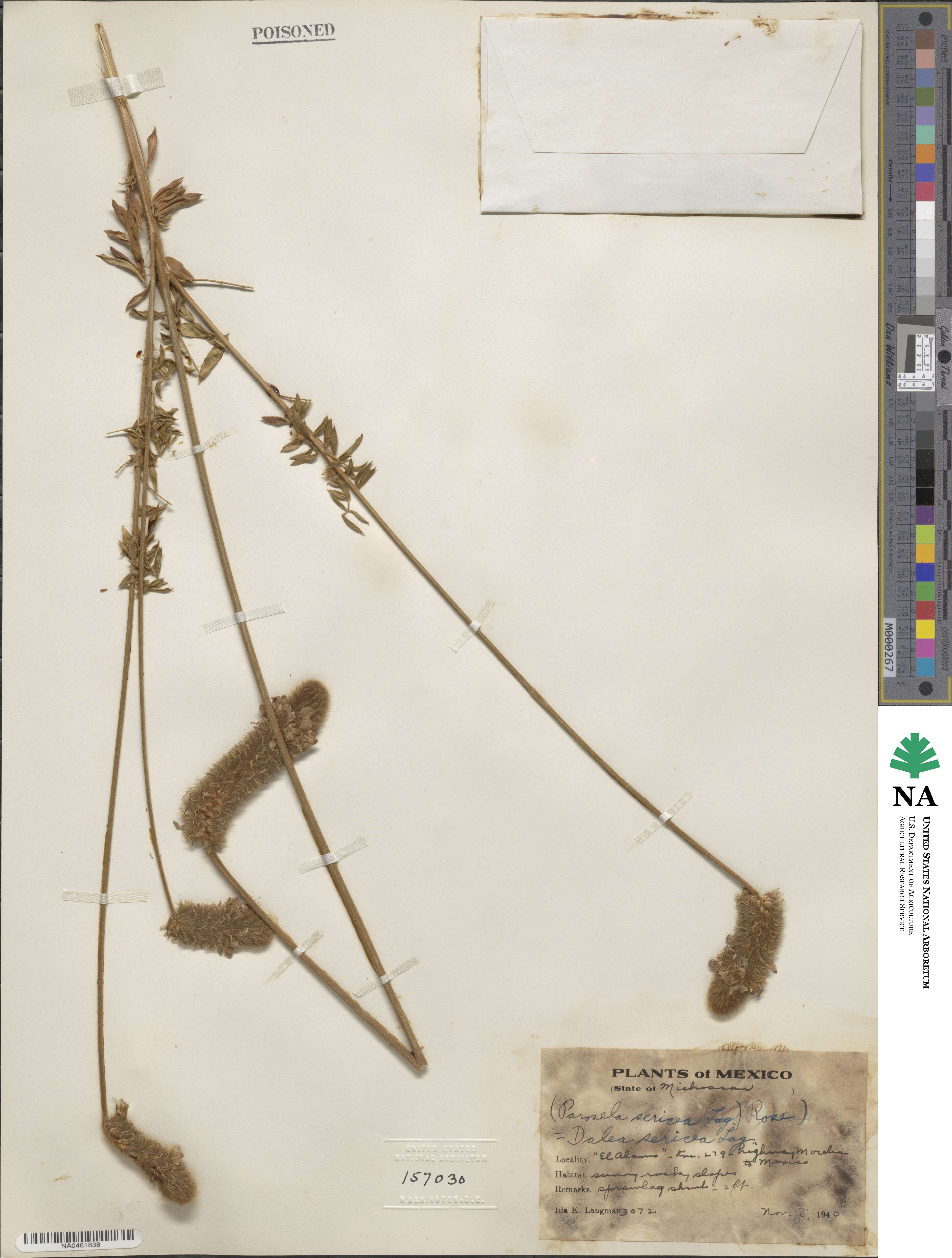Dalea sericea image