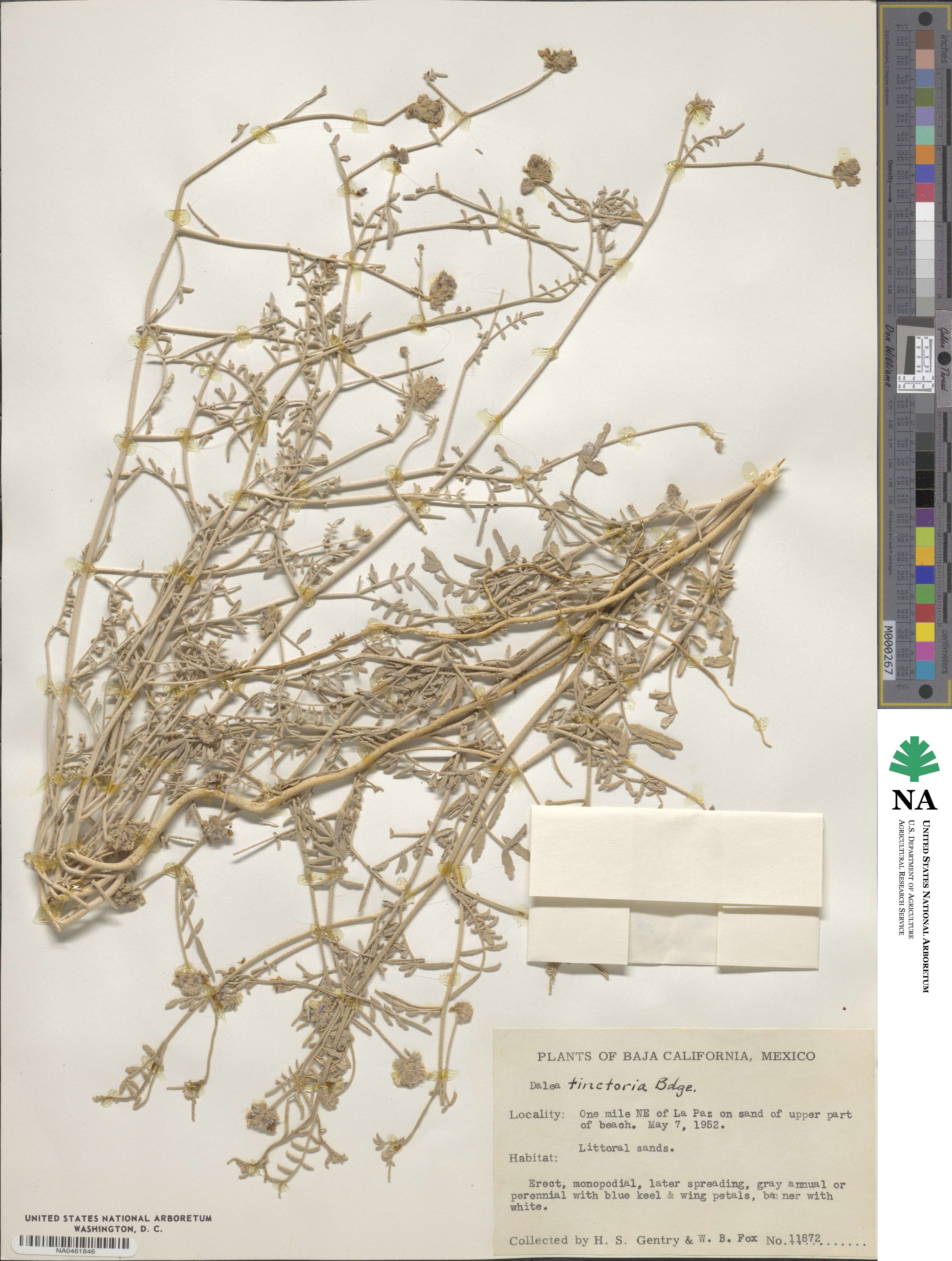 Psorothamnus emoryi image