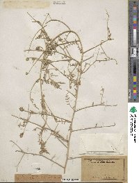 Psorothamnus emoryi var. arenarius image