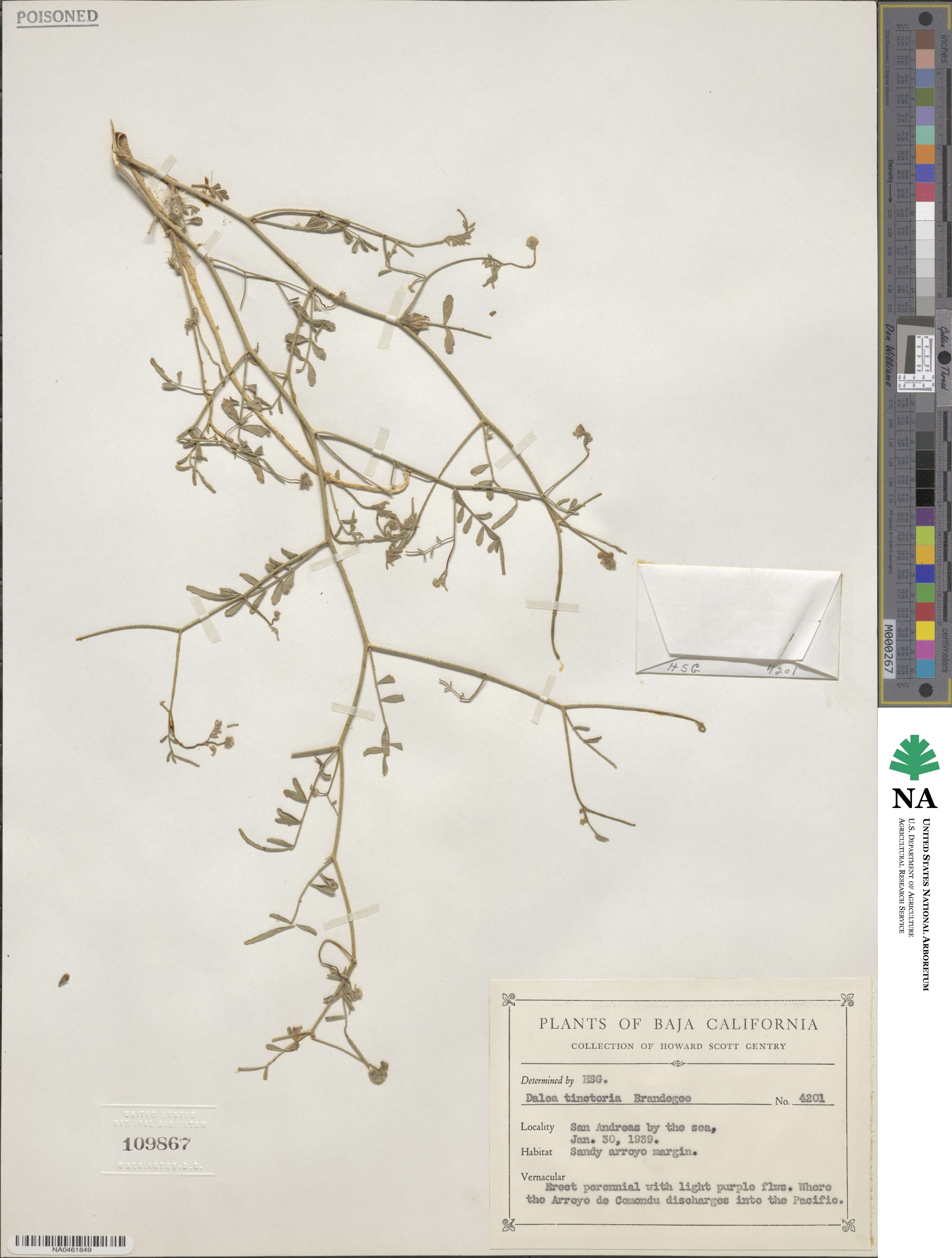 Psorothamnus image