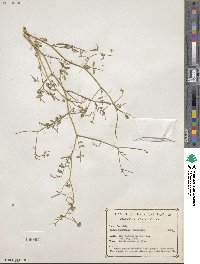 Psorothamnus emoryi var. arenarius image