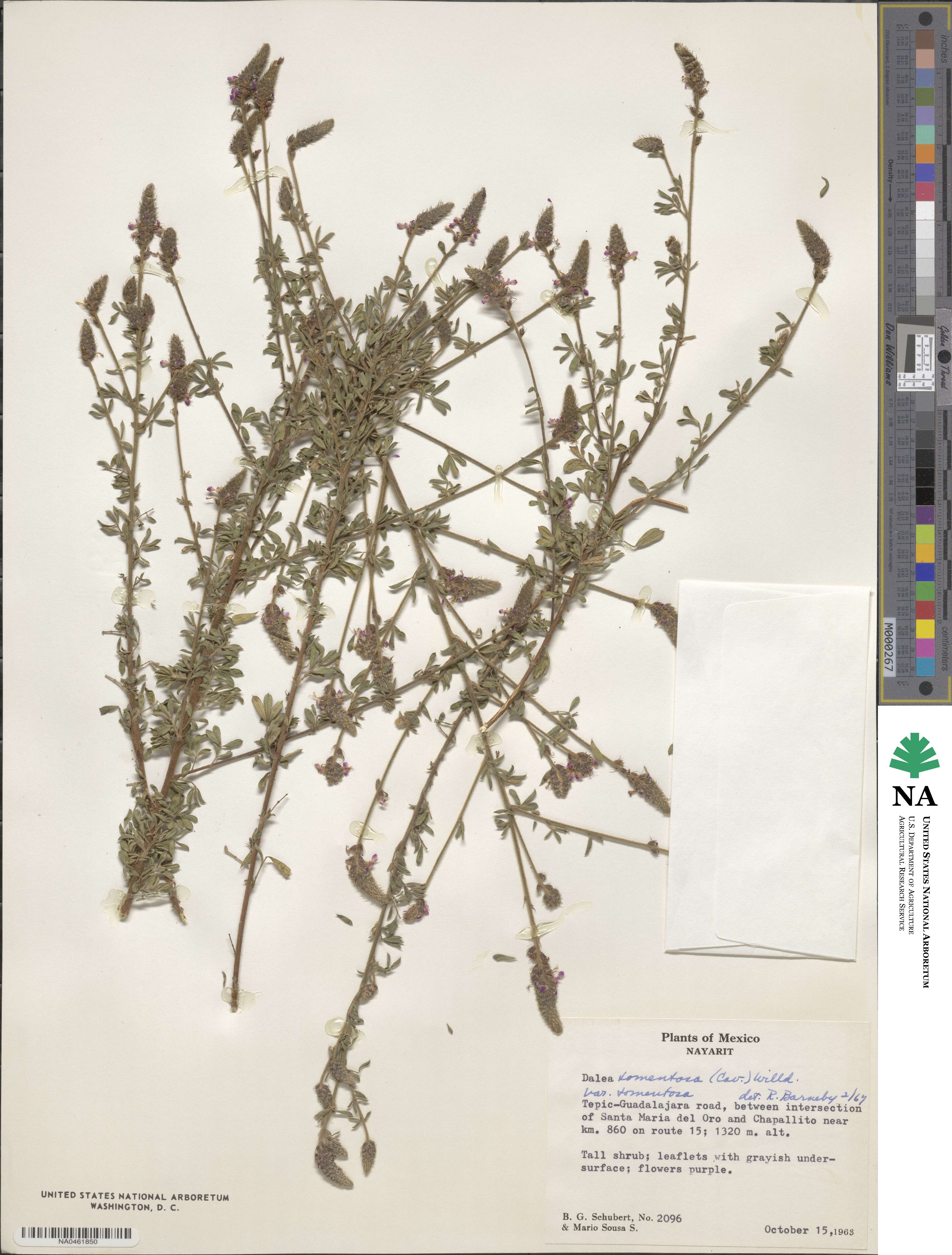 Dalea tomentosa image