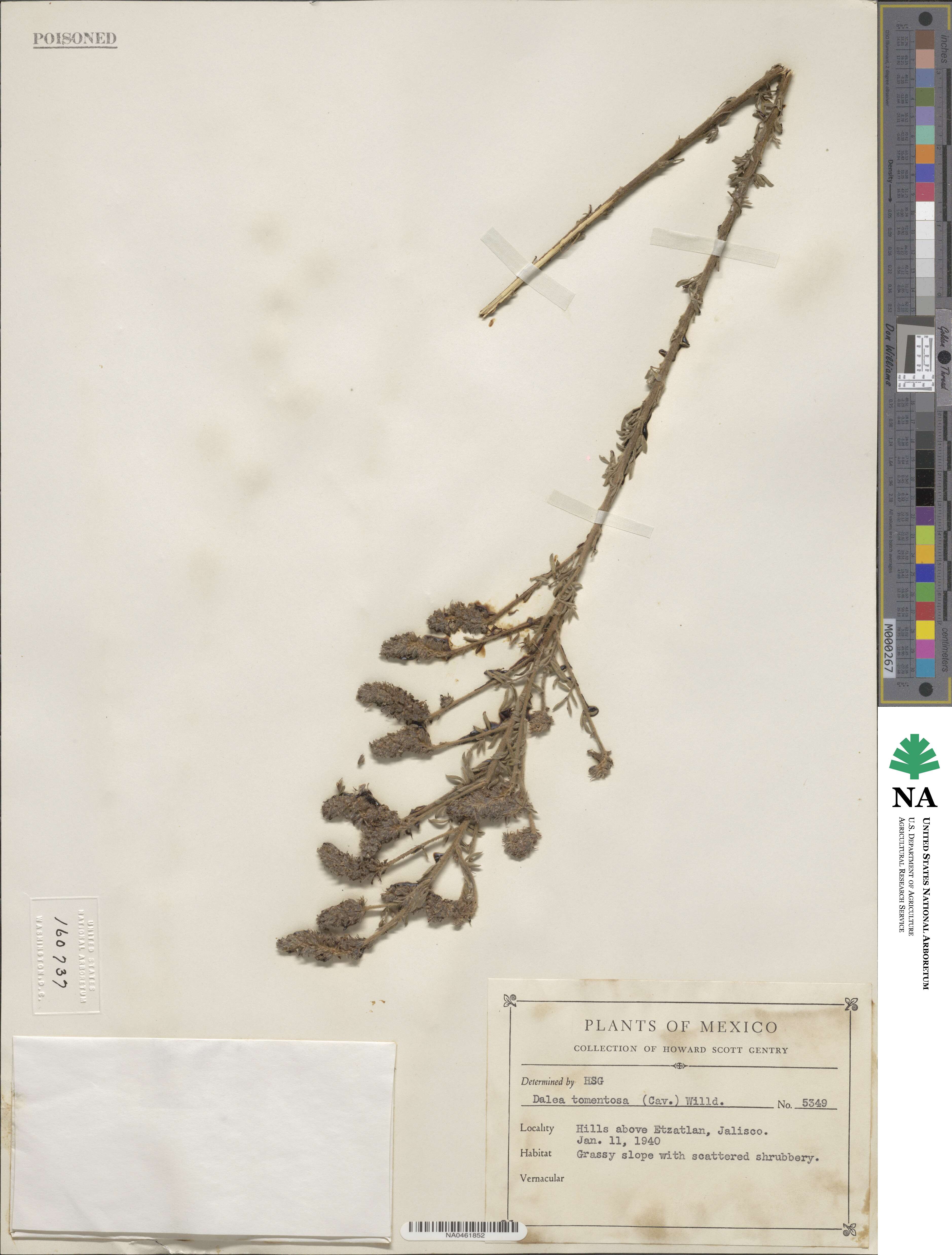 Dalea tomentosa image