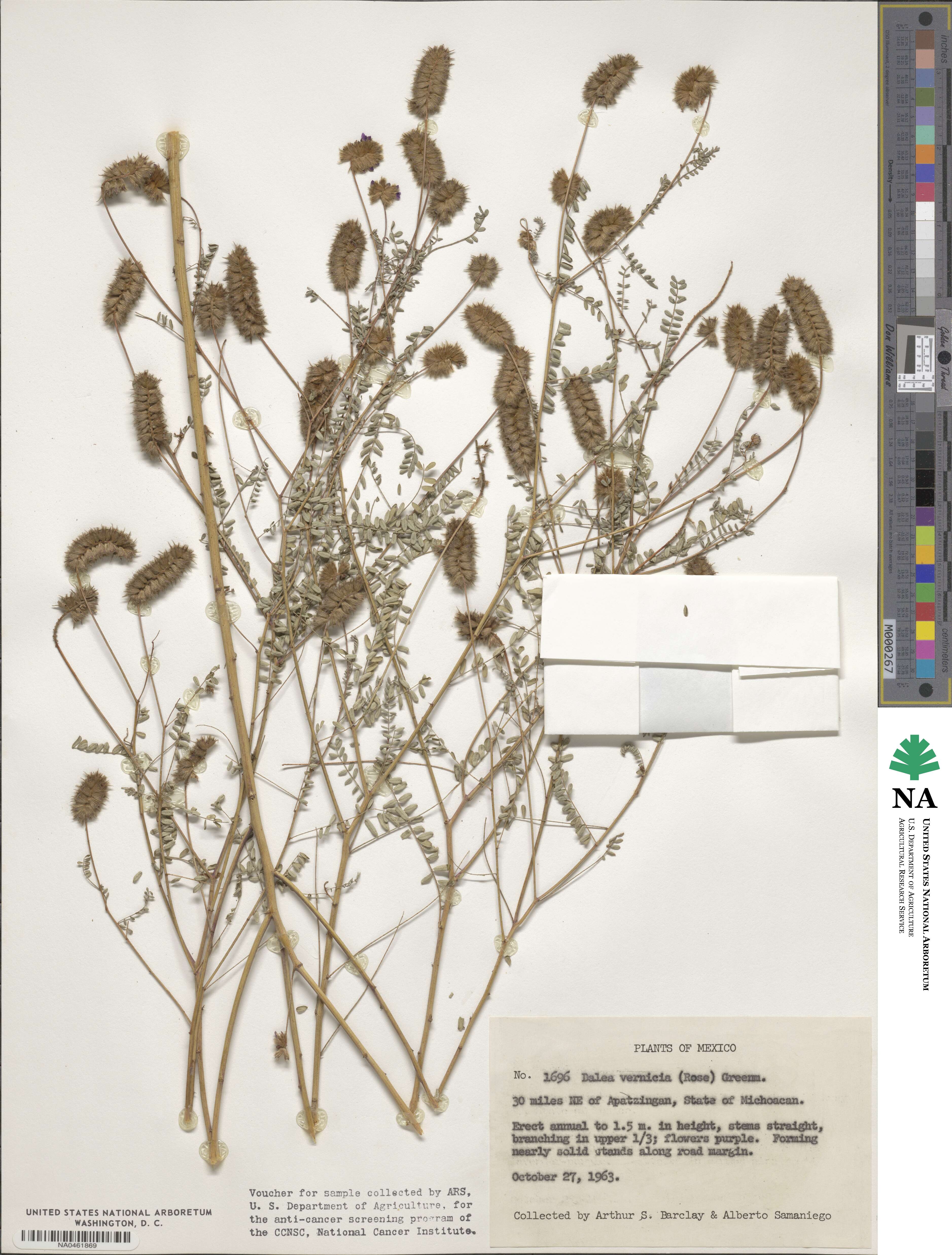 Dalea foliolosa var. citrina image