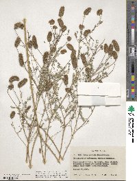 Dalea foliolosa image