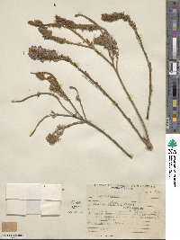 Dalea ayavacensis image