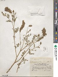 Dalea onobrychis image