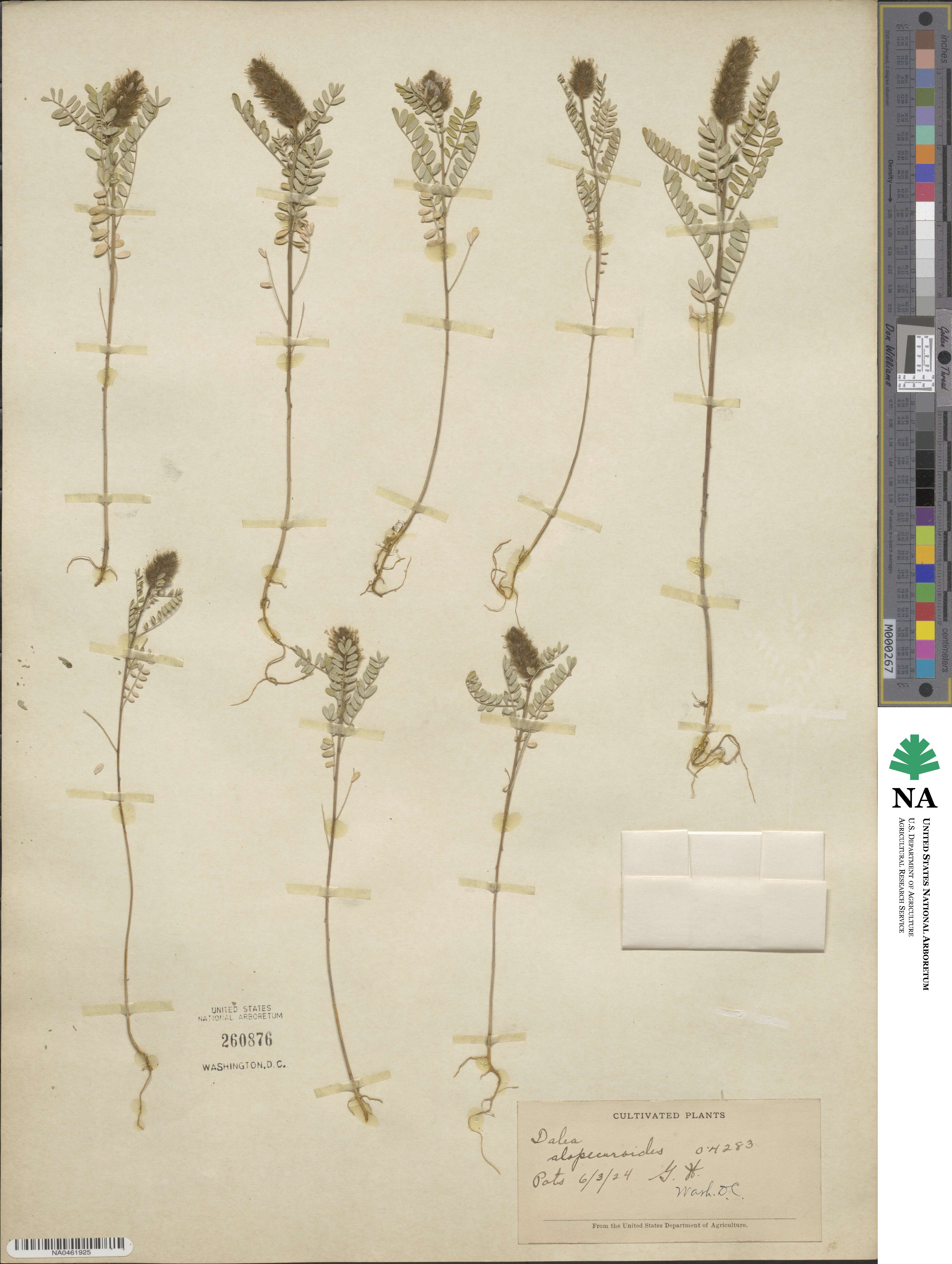Dalea leporina image